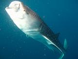 Djibouti - Whale Shark in the Gulf of Aden - 16